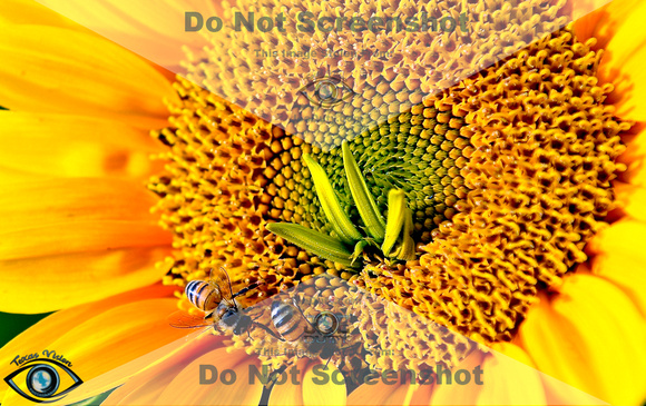 amandas_sunflowers004-Edit-1