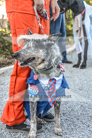 dog halloween contest at NRS4274