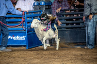 10-204809-2020 North Texas Fair and rodeo denton muttin bustingseqn}