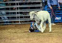 10-204806-2020 North Texas Fair and rodeo denton muttin bustingseqn}