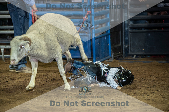 10-204895-2020 North Texas Fair and rodeo denton muttin bustingseqn}