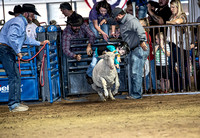 10-204807-2020 North Texas Fair and rodeo denton muttin bustingseqn}